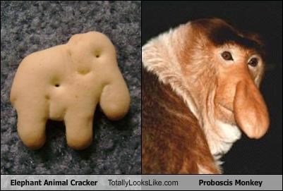 Elephant Animal Cracker Totally Looks Like Proboscis Monkey