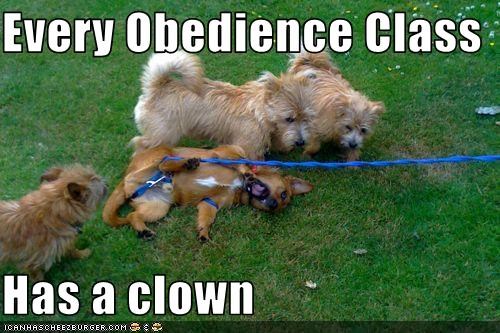 Every Obedience Class  Has a clown