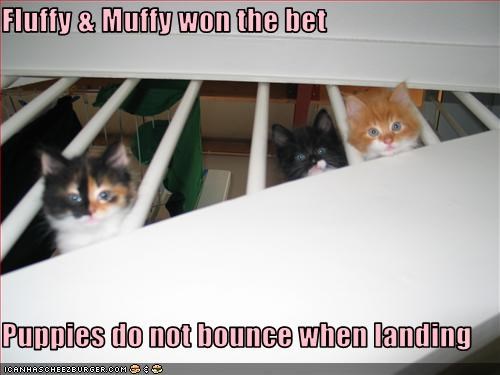Fluffy & Muffy won the bet  Puppies do not bounce when landing