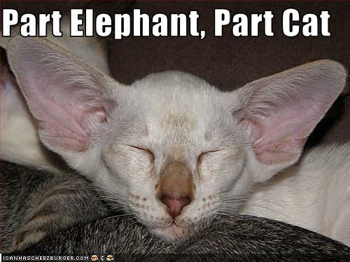 Part Elephant, Part Cat