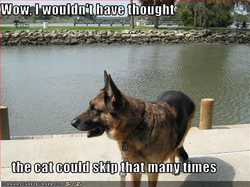 Wow, I wouldn't have thought      the cat could skip that many times