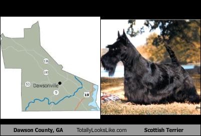 Dawson County, GA Totally Looks Like Scottish Terrier
