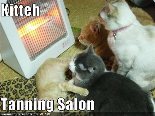 Kitteh  Tanning Salon