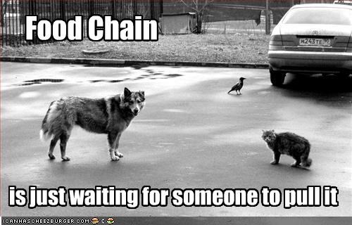 Food Chain