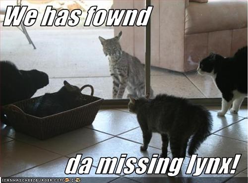 We has fownd  da missing lynx!