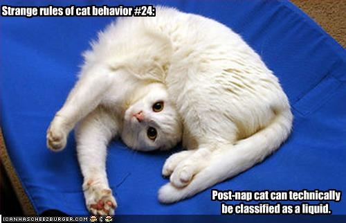Strange rules of cat behavior #24: