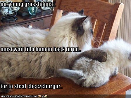 no, young grasshoppa... must wait tilla humon back turnd.. for to steal cheezeburgar..