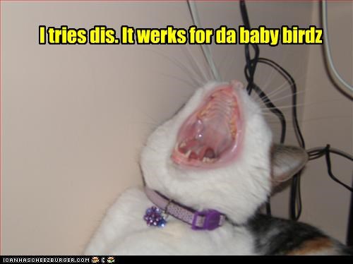 I tries dis. It werks for da baby birdz