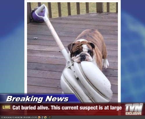 Breaking News - Cat buried alive. This current suspect is at large