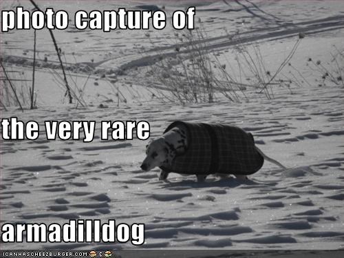 photo capture of  the very rare armadilldog