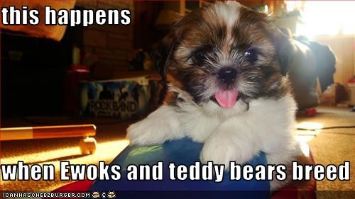 this happens  when Ewoks and teddy bears breed