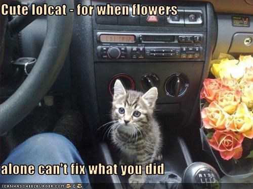 Cute lolcat - for when flowers  alone can't fix what you did