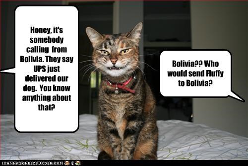 Honey, it's somebody calling  from Bolivia. They say UPS just delivered our dog.  You know anything about that?