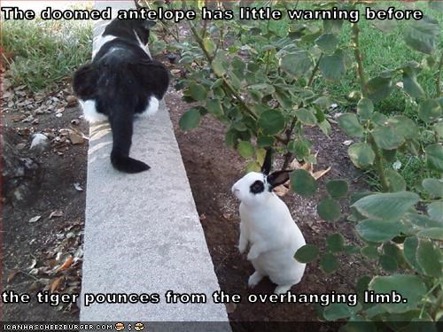 The doomed antelope has little warning before  the tiger pounces from the overhanging limb.
