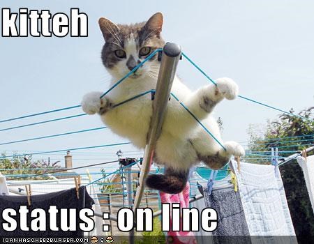 kitteh  status : on line