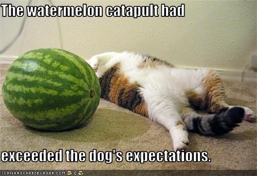The watermelon catapult had  exceeded the dog's expectations.