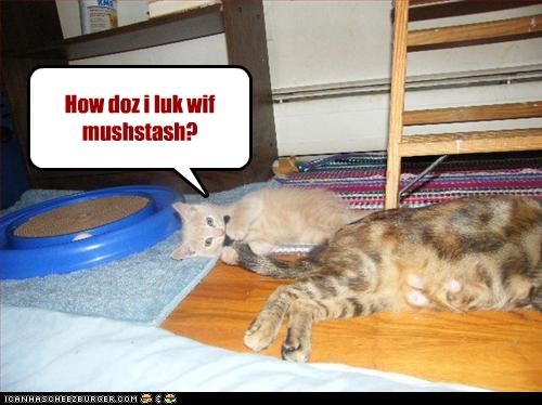 How doz i luk wif
mushstash?