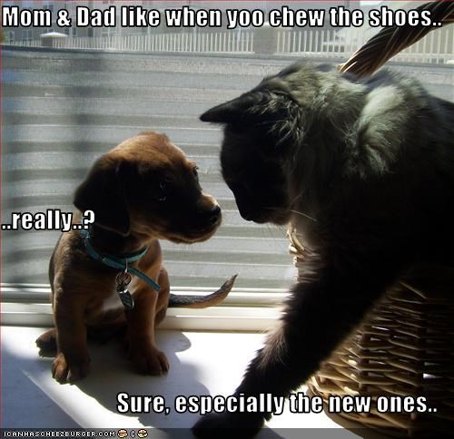 Mom & Dad like when yoo chew the shoes.. ..really..? Sure, especially the new ones..