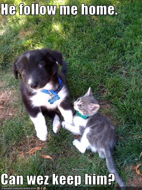 He follow me home.  Can wez keep him?