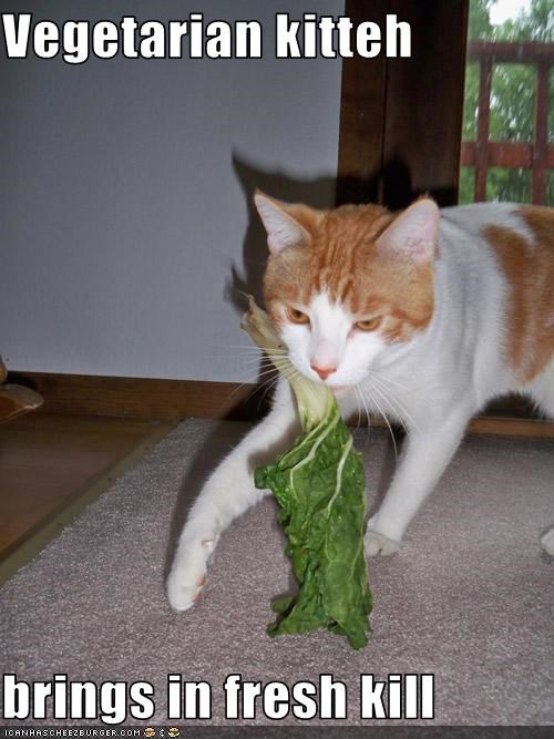 Vegetarian kitteh  brings in fresh kill