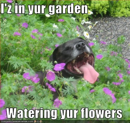 I'z in yur garden  Watering yur flowers