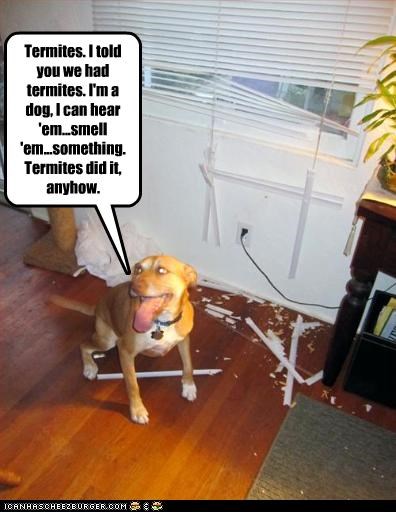 Termites. I told you we had termites. I'm a dog, I can hear 'em...smell 'em...something. Termites did it, anyhow.