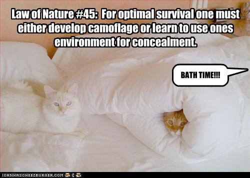 Law of Nature #45:  For optimal survival one must either develop camoflage or learn to use ones environment for concealment.