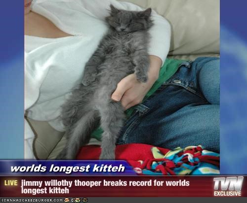 worlds longest kitteh - jimmy willothy thooper breaks record for worlds longest kitteh