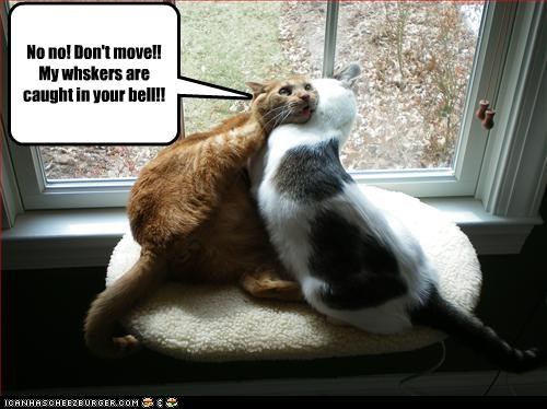 No no! Don't move!!
My whskers are caught in your bell!!