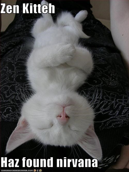 Zen Kitteh  Haz found nirvana