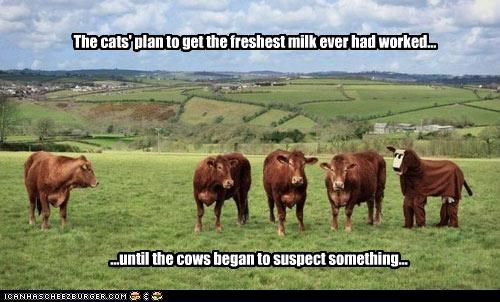 The cats' plan to get the freshest milk ever had worked...