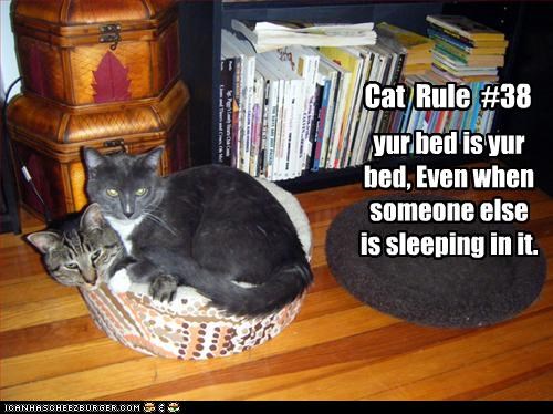Cat  Rule  #38