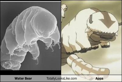 Water Bear Totally Looks Like Appa