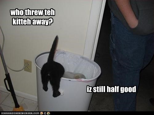 who threw teh kitteh away?