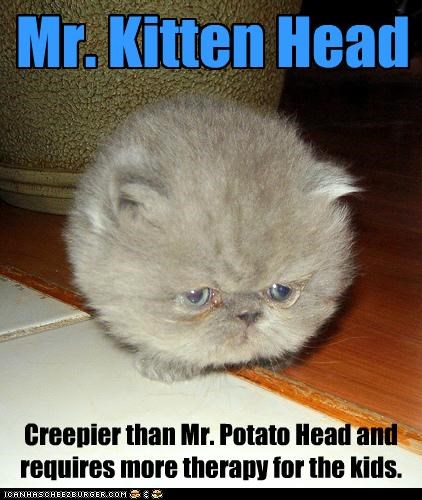 Mr. Kitten Head