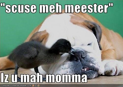 "scuse meh meester"  Iz u mah momma