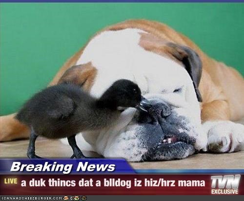 Breaking News - a duk thincs dat a blldog iz hiz/hrz mama