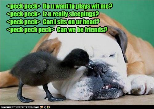 <peck peck>  Do u want to plays wit me? <peck peck>  Iz u really sleepings? <peck peck>  Can I sits on ur head? <peck peck peck>  Can we be friends?