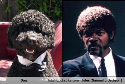 Dog Totally Looks Like Jules (Samuel L. Jackson)