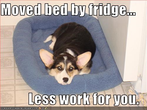 Moved bed by fridge...  Less work for you.
