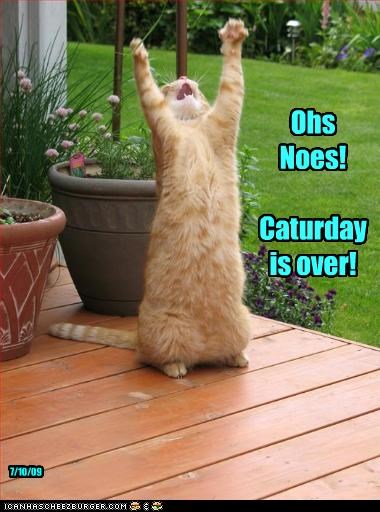 Ohs Noes!

Caturday is over!