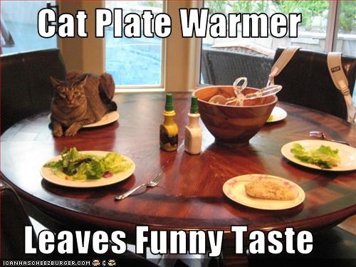 Cat Plate Warmer  Leaves Funny Taste