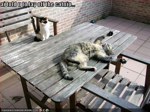 ai told u to lay off the catnip...