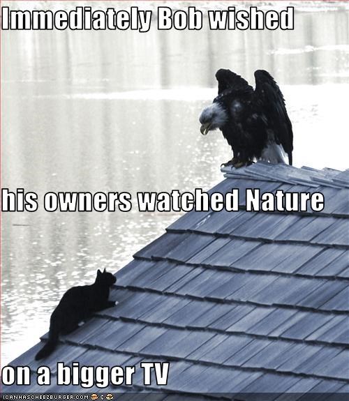 Immediately Bob wished his owners watched Nature on a bigger TV