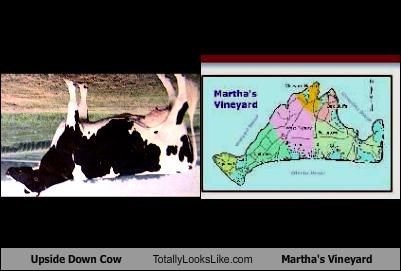 Upside Down Cow Totally Looks Like Martha's Vineyard