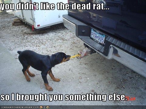 you didn't like the dead rat...  so I brought you something else.