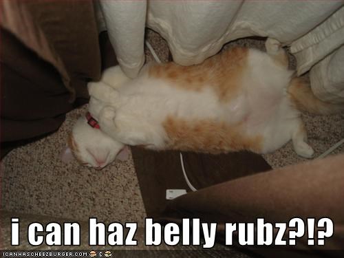 i can haz belly rubz?!?