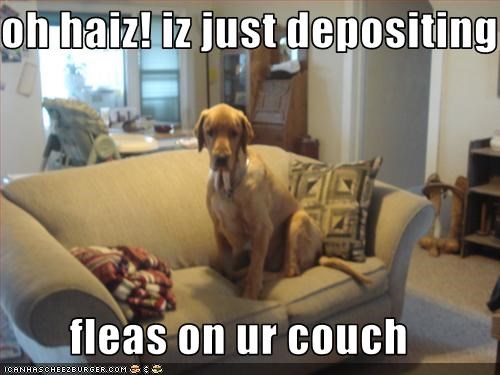 oh haiz! iz just depositing  fleas on ur couch
