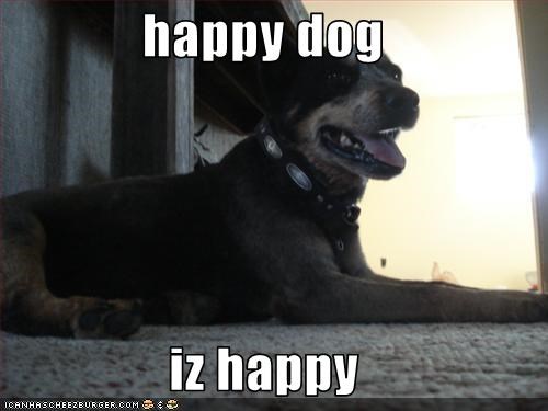 happy dog   iz happy