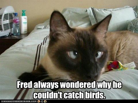 Fred always wondered why he couldn't catch birds.